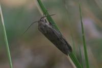 Coscinia cribraria
