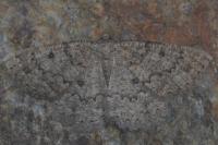 Charissa obscurata obscurata