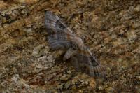Eupithecia pyreneata