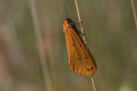 Setina irrorella irrorella