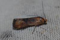 Pterothrixidia rufella