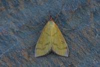 Mecyna flavalis