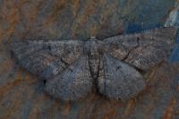 Nychiodes notarioi
