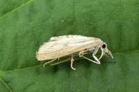 Agriphila inquinatella