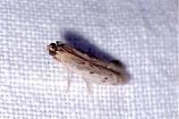 Phycitodes