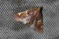 Pyralis sagarrai