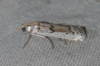 Valdovecaria hispanicella
