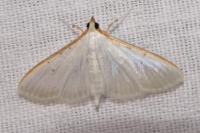 Palpita vitrealis
