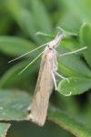 Agriphila geniculea