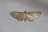 Eupithecia haworthiata