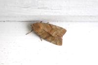 Cosmia trapezina
