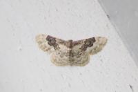 Idaea rusticata