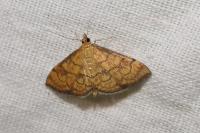 Anania verbascalis