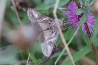 Autographa gamma