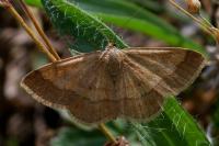 Scopula rubiginata