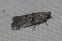 Pempelia palumbella