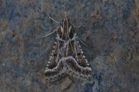 Stemmatophora borgialis