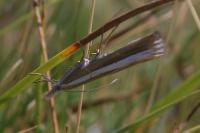 Catoptria bolivari