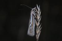Catoptria digitellus