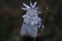 Epipsilia grisescens