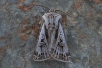 Agrotis mazeli