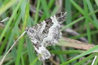 Epirrhoe alternata