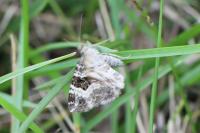 Epirrhoe alternata