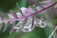 Epirrhoe alternata