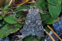 Acronicta euphorbiae