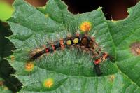 Orgyia antiqua