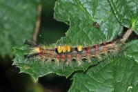 Orgyia antiqua