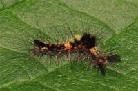 Orgyia antiqua