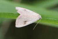 Rivula sericealis