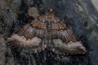 Scotopteryx coelinaria