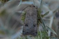 Agrotis trux