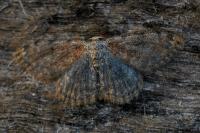 Scopula rufomixtaria