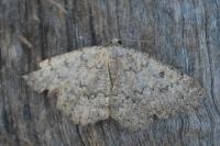 Charissa obscurata obscurata