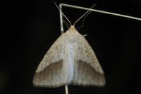 Aspitates gilvaria