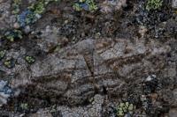 Peribatodes perversaria