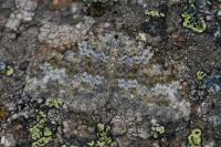 Entephria caeruleata