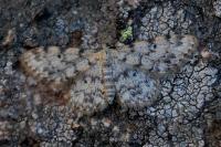 Idaea contiguaria