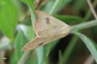 Rivula sericealis