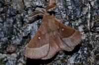 Lasiocampa trifolii trifolii