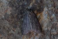 Stilbia anomala