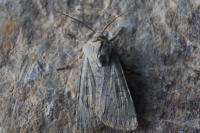 Euxoa decora simulatrix
