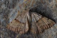 Selidosema plumaria