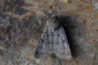 Epipsilia grisescens