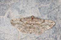 Peribatodes rhomboidaria rhomboidaria