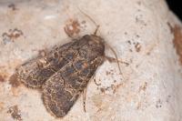 Tholera cespitis
