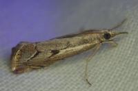 Agriphila geniculea